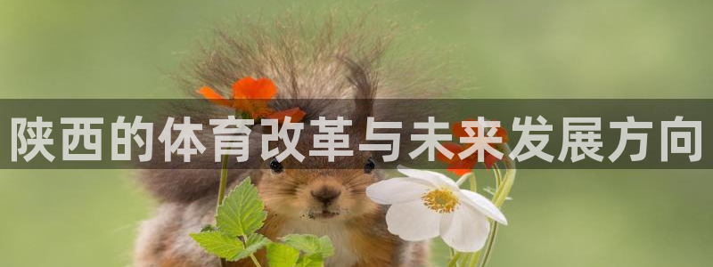 猎豹影视