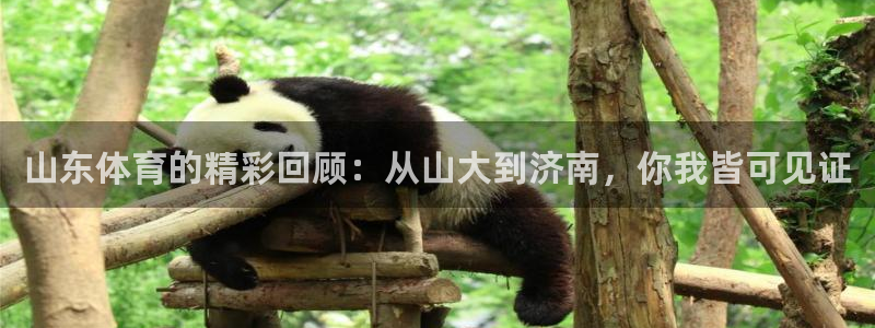 猎豹体育直播在线观看：山东体育的精彩回顾：从山大到济南，你我皆可见证